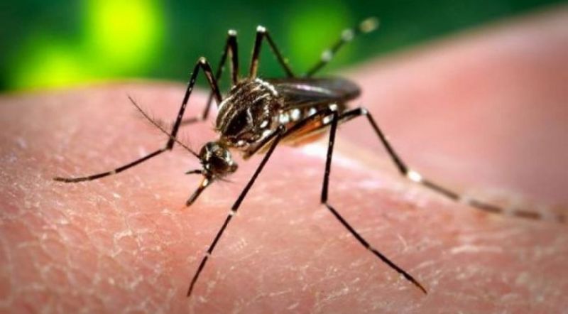 Reportan que el mayor porcentaje de casos de dengue procede del norte del paÃ­s