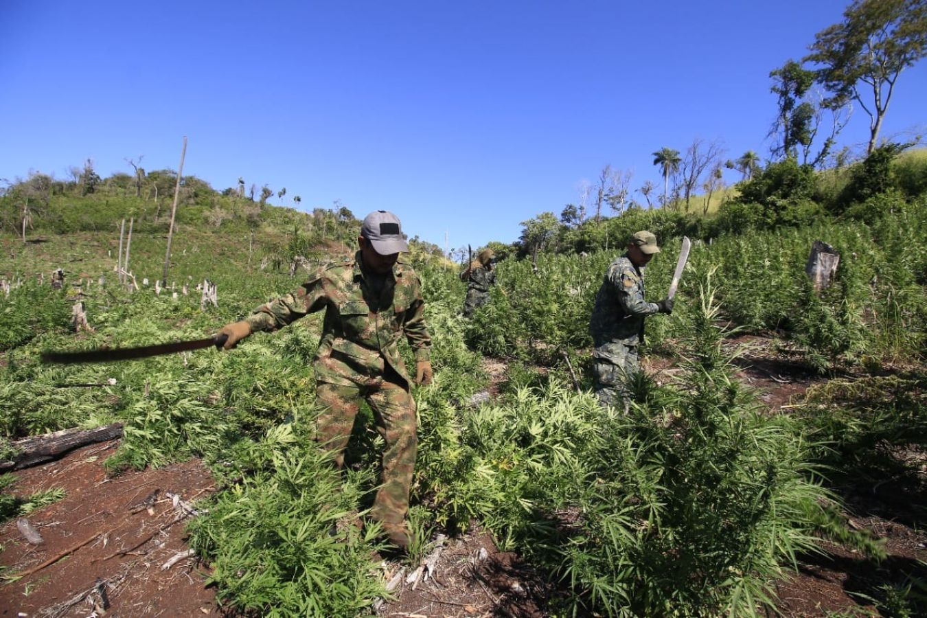 Operativo Nueva Alianza XXXIII: Destruyen más de 500 toneladas de marihuana en siete días