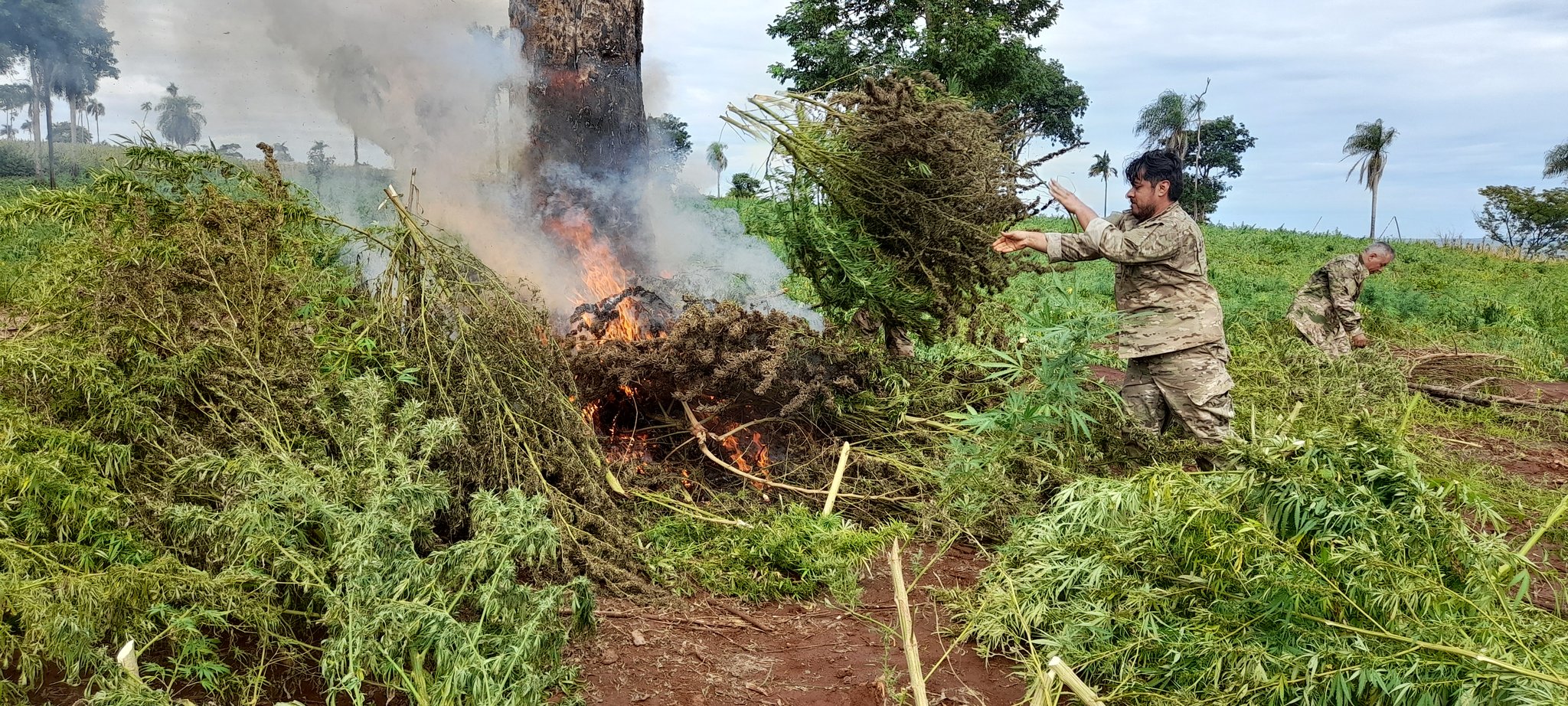 Paraguay y Brasil destruyen 499 toneladas de marihuana en Operación Nueva Alianza XXXVI
