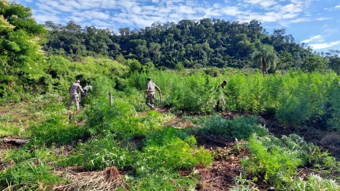 Senad desmantela campamento narco y elimina cultivos de marihuana en Bella Vista