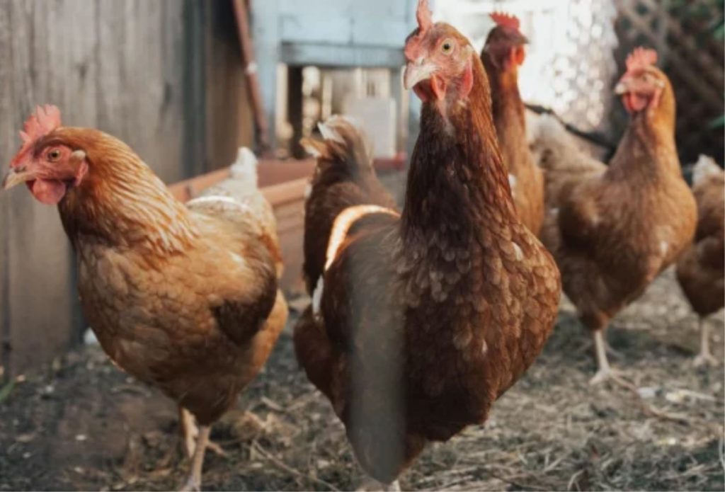 Confirman otro caso de gripe aviar en Filadelfia