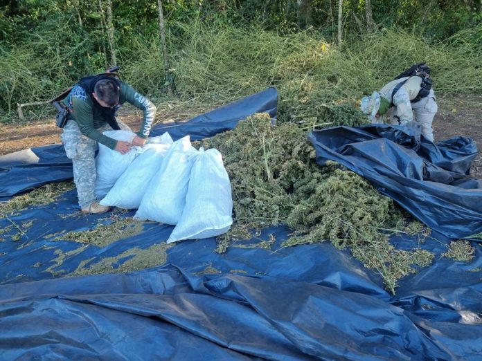 Senad eliminó más de 11 toneladas de marihuana en Reserva Natural de Amambay